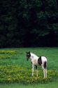 Colt grazing in a pasture with yellow flowers.