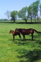Horse and colt graze in a pasture near Lexington, Kentucky.