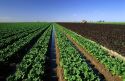 Lettuce crops in Imperial Valley, California.