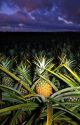 Pineapple field at dusk on the Hawaiian island of Oahu.