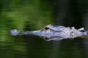 American Alligator in Everglades National Park, Florida.