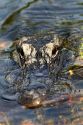 American Alligator in Everglades National Park, Florida.