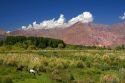 Horse graze in front of the Andes Mountain Range near Upsallata, Argentina.