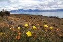 Yellow blooms of the evening primrose at Lake Argentino in Patagonia, Argentina.