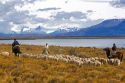 Gauchos herd sheep near Lake Argentino on the Patagonian grasslands near El Calafate, Argentina.