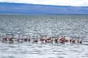 Chilean Flamingoes in Lake Argentino near El Calafate in Patagonia, Argentina.