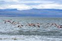 Chilean flamingoes at Lake Argentino near El Calafate in Patagonia, Argentina.