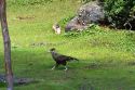 Crested Caracara bird and rabbit in the Tierra del Fuego National Park, Argentina.