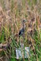Inmature Tricolored Heron sits on a sign post in Everglades National Park, Florida.