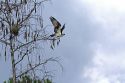 Osprey flying in Everglades National Park, Florida.
