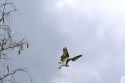 Osprey flying in Everglades National Park, Florida.