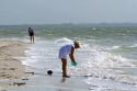 Beachcombers searching for seashells on the beach at Sanibel Island on the Gulf Coast of Florida.