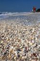 Seashells on the beach at Sanibel Island on the Gulf Coast of Florida.