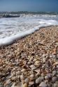 Seashells on the beach at Sanibel Island on the Gulf Coast of Florida.