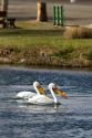American White Pelicans in the Snake River at Hagerman, Idaho.