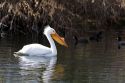 American White Pelican in the Snake River at Hagerman, Idaho.