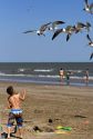Boy feeding Laughing Gulls at Galveston Beach on the Gulf of Mexico in Galveston, Texas.