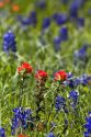A field of Indian Paintbrush and Bluebonnet wildflowers in Washington County, Texas.