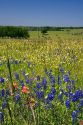 Field of wildflowers in Washington County, Texas.
