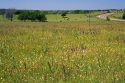 Field of wildflowers in Washington County, Texas.
