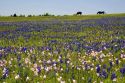 Horse graze in a field of Bluebonnet and Pink Evening Primrose wildflowers in Washington County, Texas.