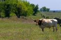 Texas longhorn graze in Washington County, Texas.