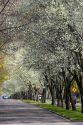 Harrison Boulevard lined with pear trees in bloom in Boise, Idaho.
