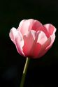 Pink tulip flower.