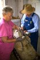 Farmer and his wife giving vaccination to a sheep on their farm in Lenawee County, Michigan. MR