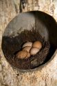 Chicken eggs in a nest on a farm in Lenawee County, Michigan.