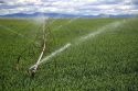 Sprinkler irrigation in a wheat field in Canyon County, Idaho.