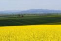 Crop of Rapeseed also known as Canola in Grangeville, Idaho.