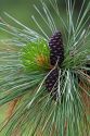 Pinecones and new growth on a Ponderosa Pine tree in Clearwater County, Idaho.
