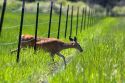 White tail deer doe crossing under a wire fence near Seeley Lake, Montana.