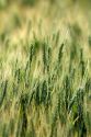 Wheat field in Elmore County, Idaho.