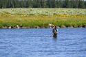 Fly fisherman talking on a cell phone at Last Chance on The Henry's Fork in Idaho.