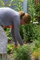 31 year old woman deadheading plants in the garden, Boise, Idaho. MR