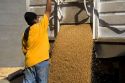 Worker unloading harvested wheat from a truck in Mission, Oregon.