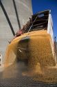 Truck unloading harvested wheat in Mission, Oregon.