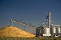 Large pile of harvested wheat and grain elevators at Pasco, Washington.