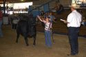 Girl showing a Black Angus Cow she raised to a 4-H judge at the Western Idaho Fair in Boise, Idaho.