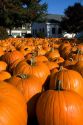 A display of pumpkins in the city of Concord, New Hampshire, USA.