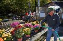 Man watering flowering chrysanthemum plants at a nursery in Conway, New Hampshire, USA.