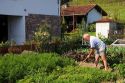 Basque man gardening in the village of Sare, Pyrenees-Atlantiques, French Basque Country, Southwest France.