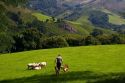 Basque shepherd with dogs and sheep in the Baztan Valley of the Navarre region of northern Spain.
