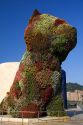 The Puppy topiary art sculpture by Jeff Koons in front of the Guggenheim Museum in the city of Bilbao, Biscay, Basque Country, northern Spain.
