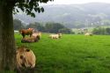 Cattle on rural farmland near the town of Solares, Cantabria, Spain.