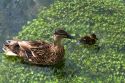 Mallard female and duckling swim in a trout stream in the village of Bibury, Gloucestershire, England.