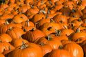 A display of pumpkins in the city of Concord, New Hampshire, USA.