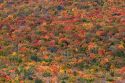 Fall foliage in the White Mountain National Forest, Grafton County, New Hampshire, USA.
